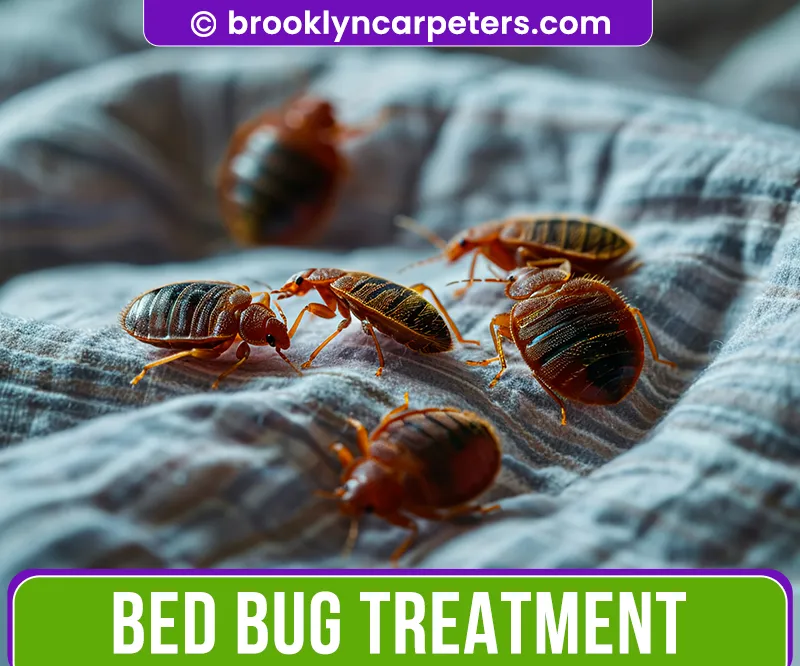 carpet cleaning in brooklyn, carpet cleaning in new york, carpet cleaning brooklyn, carpet cleaners in brooklyn, carpet cleaners in new york, commercial carpet cleaning, commercial carpet cleaning in brooklyn, brooklyn rug cleaners, rug cleaning services in brooklyn, same day carpet cleaning, same day rug cleaning